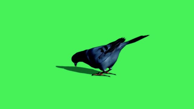 Animation pigeon on green background.