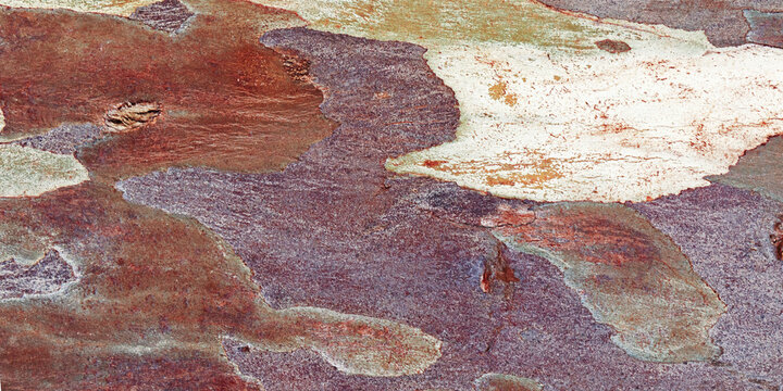 Natural Tree Bark Texture with colorful spots, Earthy Tones for Eco-Friendly Design and Rustic Nature Backgrounds, natural banner of bark eucalyptus close up, red purole color backdrop - Powered by Adobe