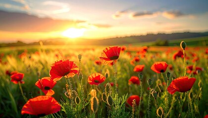 Vibrant Red Poppies Bloom in a Golden Sunset Field with Rolling Hills Under a Dramatic Sky