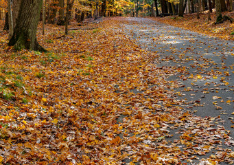 720-47 Middle Road Autumn