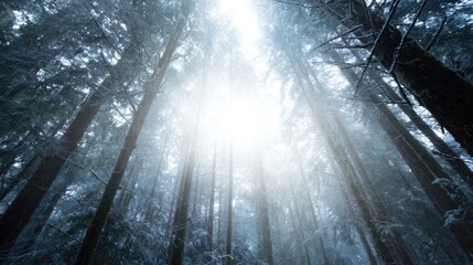 Fototapeta premium Mysterious forest illuminated by soft light, creating enchanting winter atmosphere