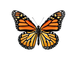 Obraz premium Monarch Butterfly in its Splendor: A captivating, top-down perspective captures the breathtaking details of a monarch butterfly, a symbol of transformation. Its wings.