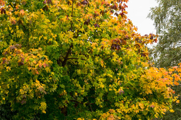 Golden autumn  on the leaves of trees