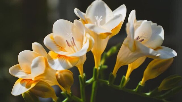 Delicate white and yellow freesia flowers with orange accents bloom on a dark background
