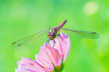 コスモスにとまるアキアカネ
