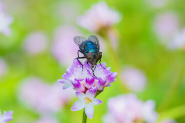 ミゾソバの花の蜜を吸うキンバエ
