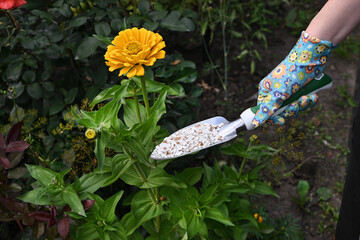 Gardener adding nutrients to blooming orange roses in early spring garden