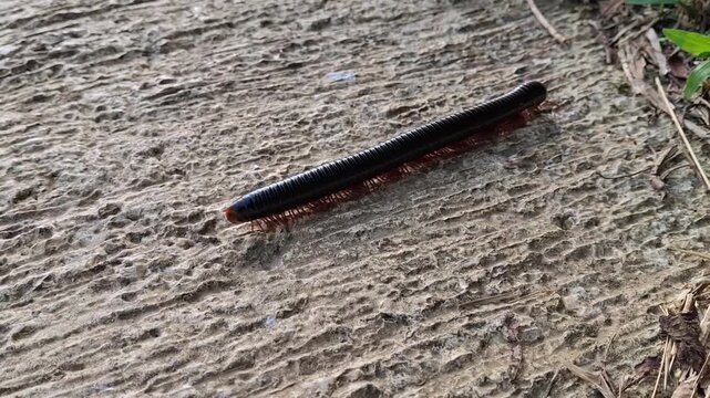 Millipedes. luing, luwing, or keluwing (class Diplopoda, previously also called Chilognatha) are an order of invertebrates included in the phylum Arthropoda, class Myriapoda