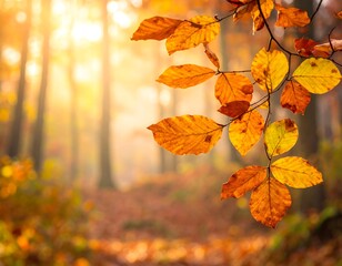 Obraz premium Autumn leaves in a warm forest. Bright sunlight illuminates trees and foliage