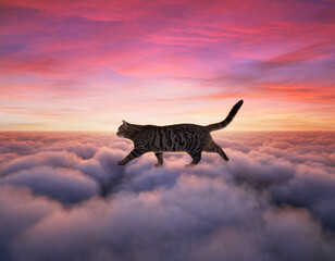 Fototapeta premium cat in the sunset
