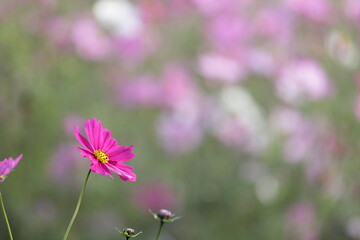 日本の秋に咲いたコスモス