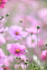 日本の秋に咲いたコスモス