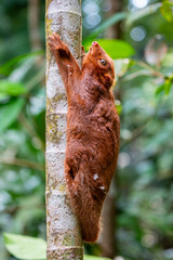 A wild reddish-brown coats Sunda flying lemur (Galeopterus variegatus) found in public area of...