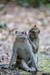 Obraz premium The wild crab-eating macaque (Macaca fascicularis) in Chestnut Nature Park are sitting and looking for lice. A cercopithecine primate native to Southeast Asia. 