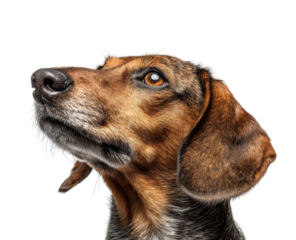 Beagle dog profile isolated on transparent background