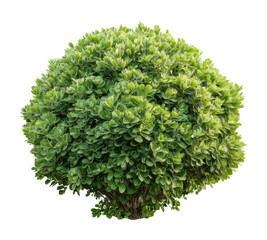 Obraz premium Pruning techniques for lush green shrubs in home gardens outdoors isolated on transparent background