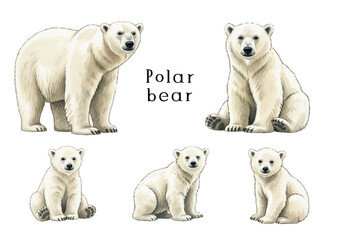 Watercolor-style polar bear illustration／しろくま