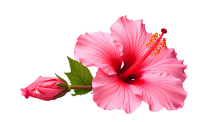 Vibrant red hibiscus flower duo composition isolated on transparent background