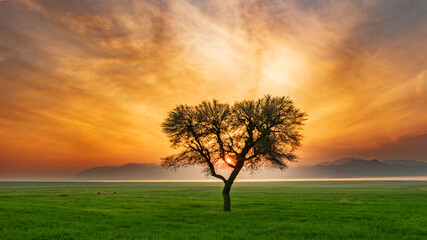 Lone tree at sunset by a serene lake in Pakistan