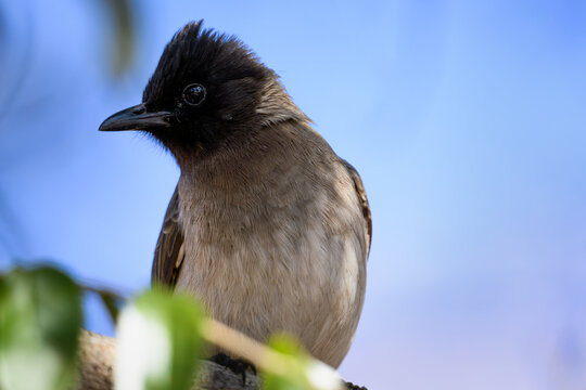 Closeup of a common bulbul perched on a branch