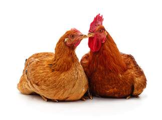 Red rooster and hen sitting together isolated on white background.