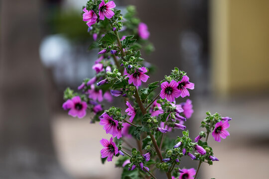  Les roses tr&eacute;mi&egrave;res