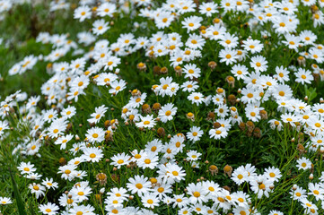 Champ de pâquerettes en Namibie