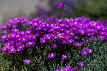 Fleurs dans un parc à Swakopmund en Namibie © PPJ