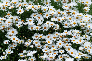 Champ de pâquerettes au printemps
