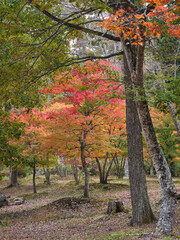 塔のへつりの紅葉
