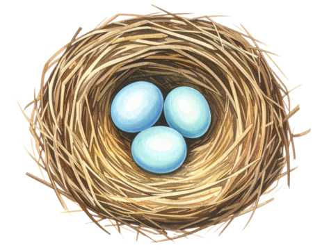 Watercolor Bird Nest with Three Blue Eggs, Top-Down Natural Composition, isolated on transparent background - Powered by Adobe