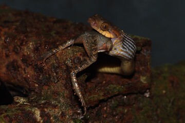 Leptodeira approximans feeding on Leptodactylus rhodonotus – snake eating frog, Manu, Peru