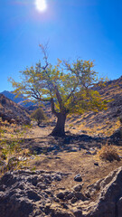 Solitary tree in dry autumn mountain terrain under clear sky — a resilient symbol of seasonal silence and rugged natural beauty.  
📍Darawke, Hawraman 