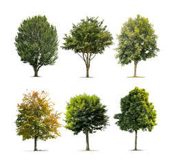 Obraz premium Diverse tree varieties displayed nature environment botanical isolated on transparent background