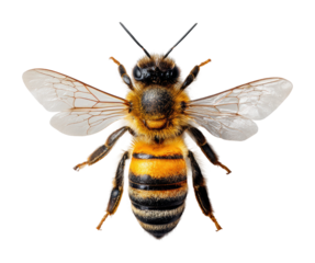 Bee pollination action garden nature environment isolated on transparent background
