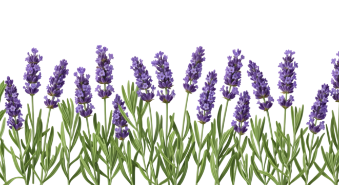A row of blooming purple lavender flowers with green stems isolated on transparent background