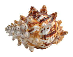 Beautiful seashell discovery beach shoreline nature isolated on transparent background