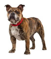 Obraz premium Playful bulldog dog portrait animal isolated on transparent background