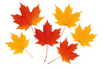 Autumn maple leaves falling during season changing, showing vibrant red and yellow colors, transparent background for easy use