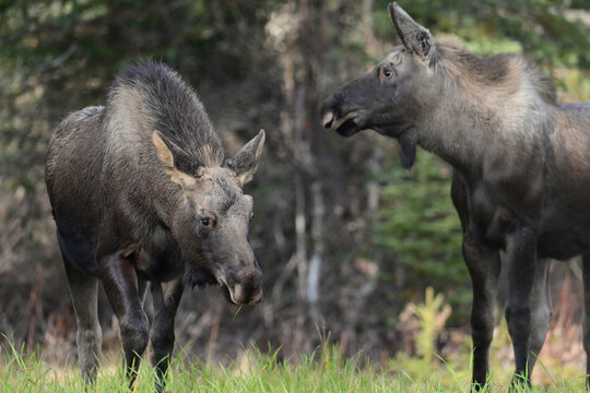 A pair of young Alaska moose (Alces alces gigas) make their way for the first time without their mother.
