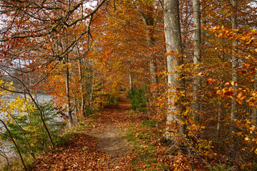 a small path near the lake