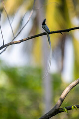 Indian paradise flycatcher. This species is known for its distinctive crested black head, white body, and long, flowing tail streamers.