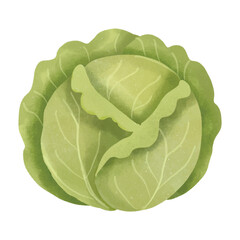 Obraz premium Fresh Green Cabbage Vegetable Illustration