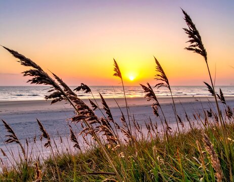 Beach sunset with tall grass swaying, sandy shore & ocean horizon in soft, warm light