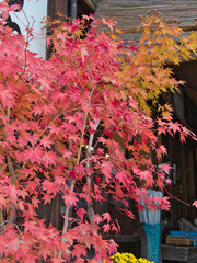 大内宿で見つけた紅葉