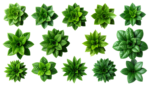 Overhead view of leafy green plants isolated on transparent background