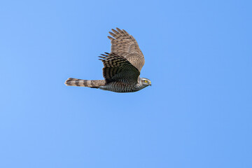 Fototapeta premium red tailed hawk in flight