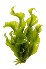 seaweed isolated on transparent background