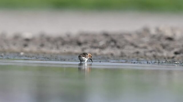 Little Stint (Calidris minuta) is a wetland bird that lives in the northern parts of the European and Asian continents. It feeds in swampy areas.
