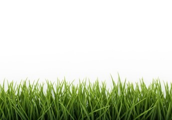 Obraz premium Fresh green grass blades on